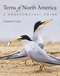 Cover Terns of North America