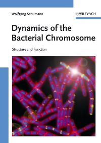 Cover Dynamics of the Bacterial Chromosome