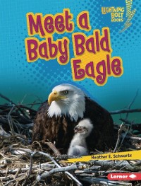 Cover Meet a Baby Bald Eagle
