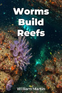 Cover Worms Build Reefs