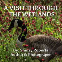 Cover A Visit Through the Wetlands