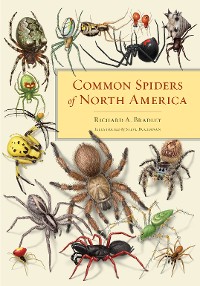 Cover Common Spiders of North America