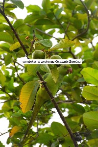 Cover வாழ்க்கை அல்லது வெறும் இருப்பு