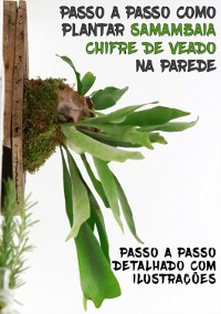 Cover Passo A Passo Como Plantar Samambaia Chifre De Veado Na Parede