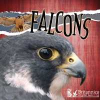 Cover Falcons
