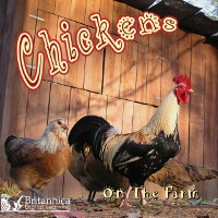 Cover Chickens on the Farm