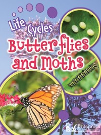 Cover Butterflies and Moths