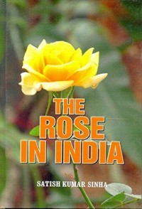 Cover Rose in India