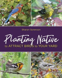 Cover Planting Native to Attract Birds to Your Yard