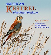 Cover American Kestrel