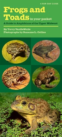 Cover Frogs and Toads in Your Pocket