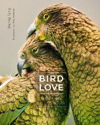 Cover Bird Love