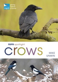 Cover RSPB Spotlight Crows