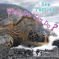 Cover Sea Turtles, What Do You Do?