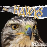 Cover Hawks