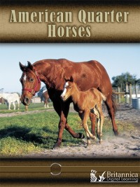 Cover American Quarter Horses