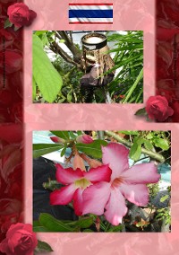 Cover Thai Blumen und Pfanzen Photobuch von Heinz Duthel