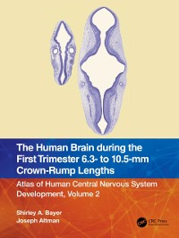 Cover Human Brain during the First Trimester 6.3- to 10.5-mm Crown-Rump Lengths