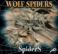 Cover Wolf Spiders