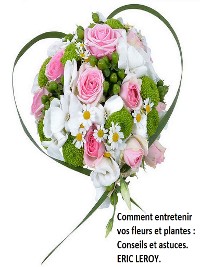 Cover Comment entretenir vos fleurs et plantes :