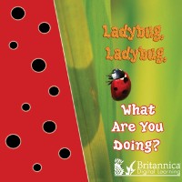 Cover Ladybug, Ladybug, What Are You Doing?