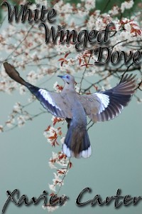 Cover White Winged Dove