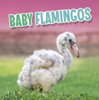 Cover Baby Flamingos
