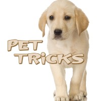 Cover Pet Tricks