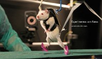 Cover Experimentos com Ratos