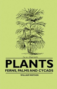 Cover Plants - Ferns, Palms and Cycads