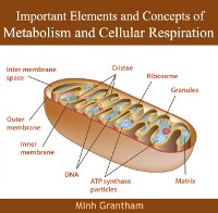 Cover Important Elements and Concepts of Metabolism and Cellular Respiration