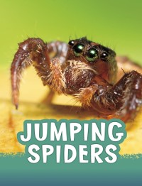 Cover Jumping Spiders