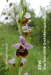 Cover Eifel - Das bedrohte Orchideenparadies