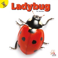 Cover Ladybug