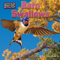 Cover Barn Swallows