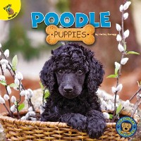 Cover Poodle Puppies
