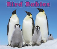 Cover Bird Babies