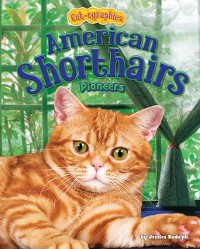 Cover American Shorthairs